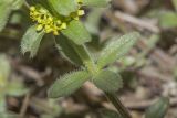 Cruciata laevipes