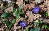 Vinca minor. Верхушка цветущего растения. Краснодарский край, Сочи, Хостинский р-н, гора Ахун, широколиственный лес. 14.03.2025.