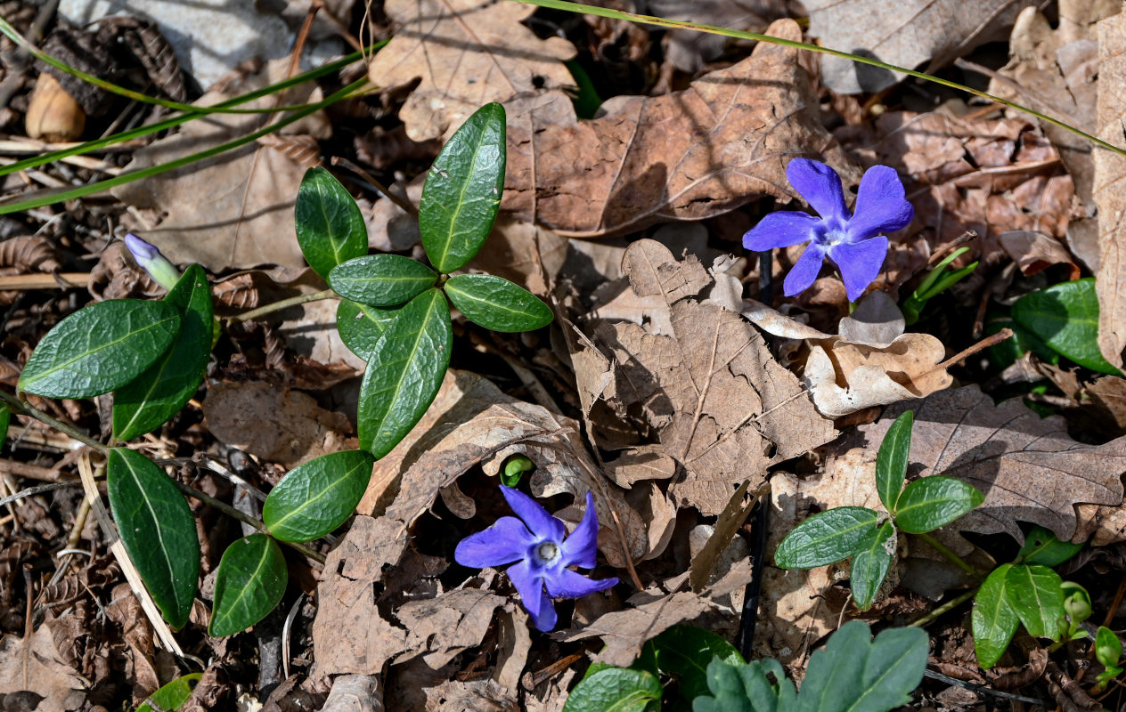 Image of Vinca minor specimen.