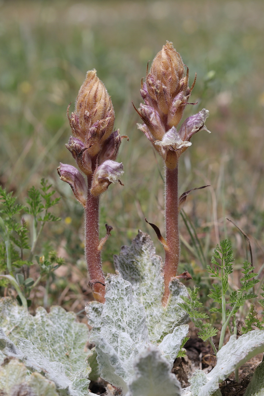 Изображение особи Orobanche callieri.