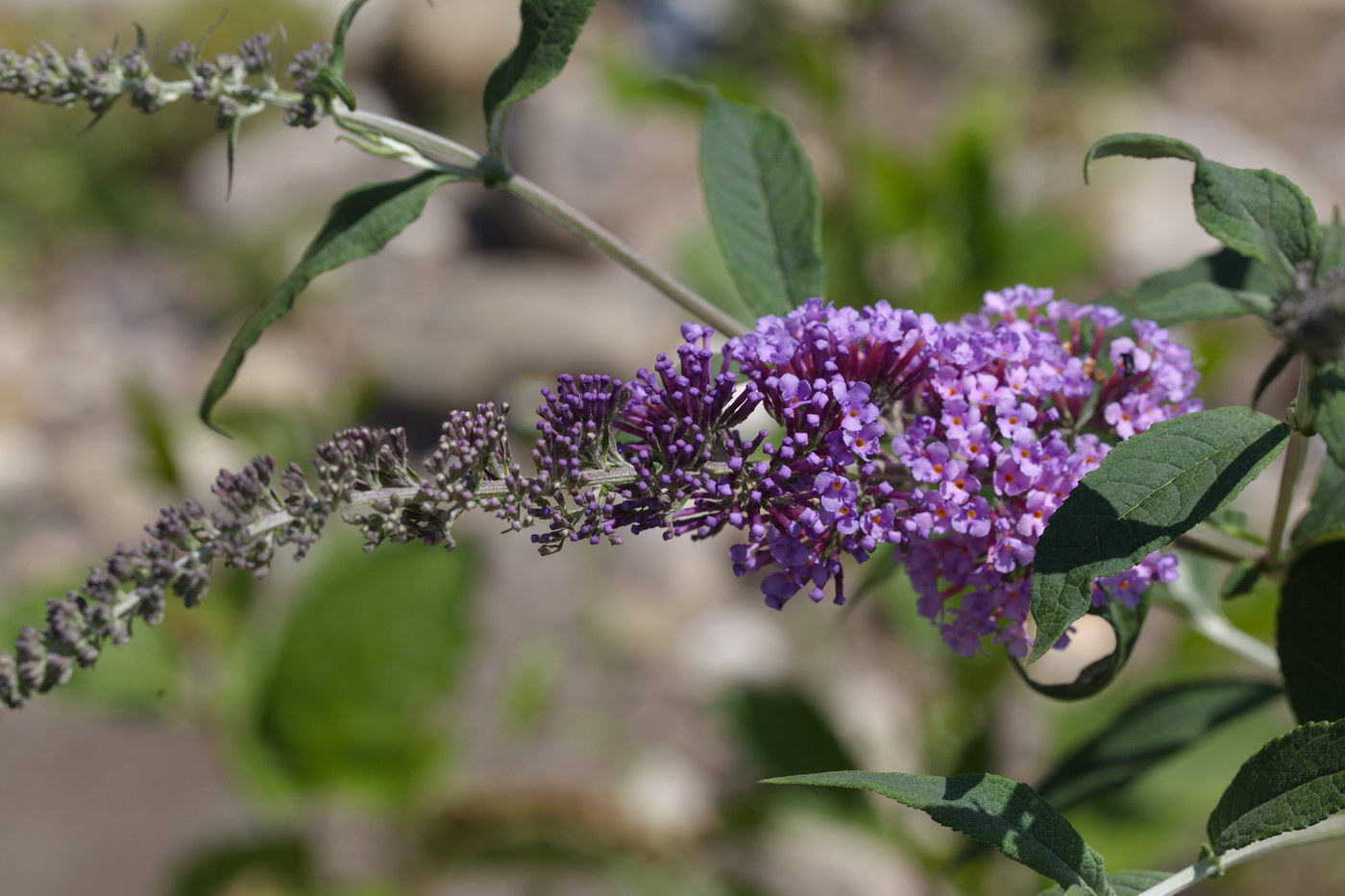 Image of Buddleja davidii specimen.