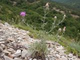 Centaurea sarandinakiae