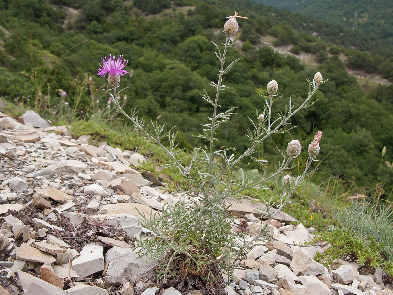 Image of Centaurea sarandinakiae specimen.