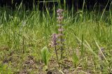 Ajuga multiflora. Цветущие растения (светлая форма). Приморский край, Уссурийский ГО, окр. с. Монакино, широколиственный лес на вершине сопки, дорога. 31.05.2025.