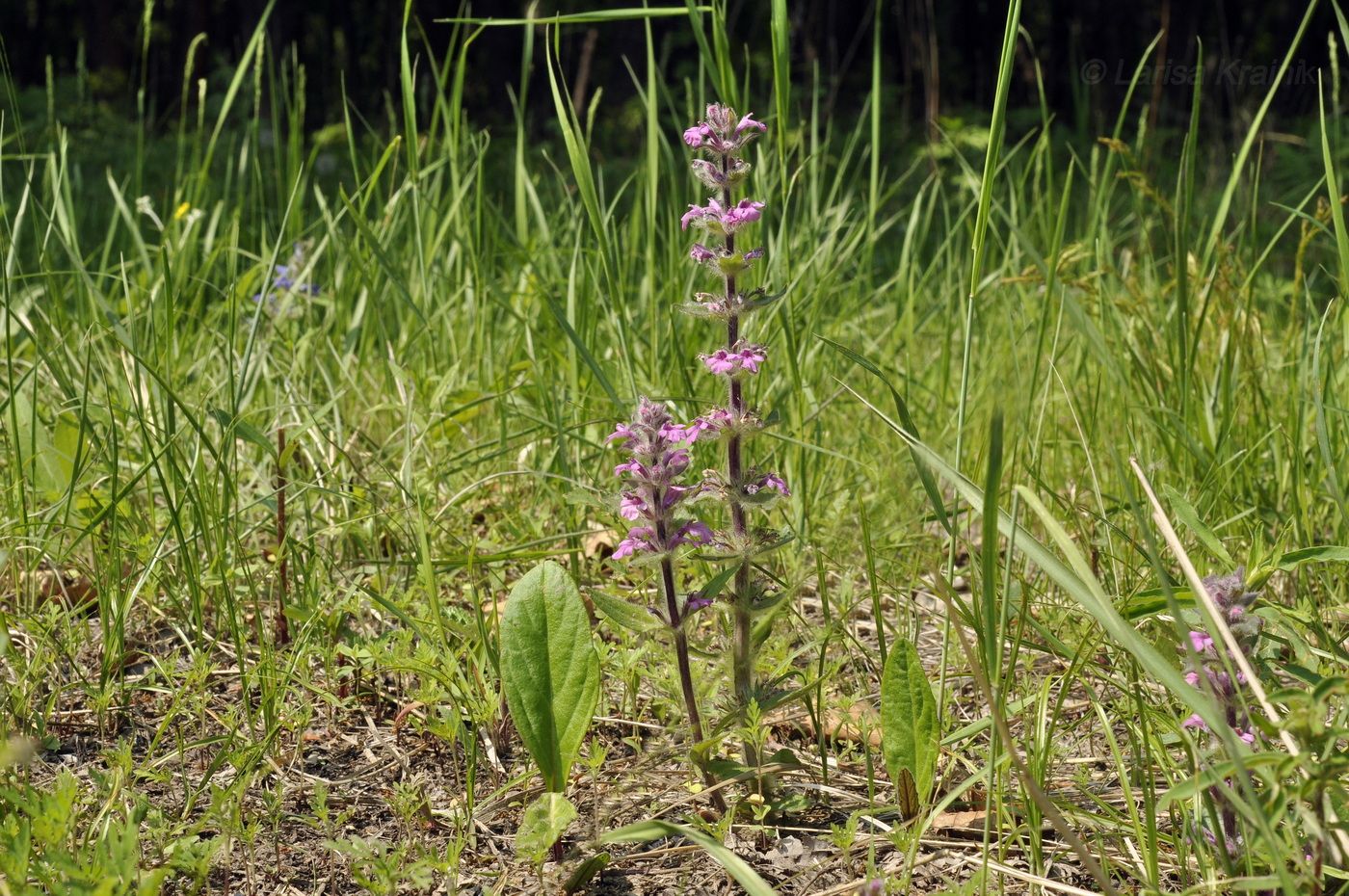Image of Ajuga multiflora specimen.