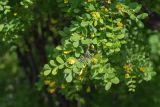 Caragana arborescens