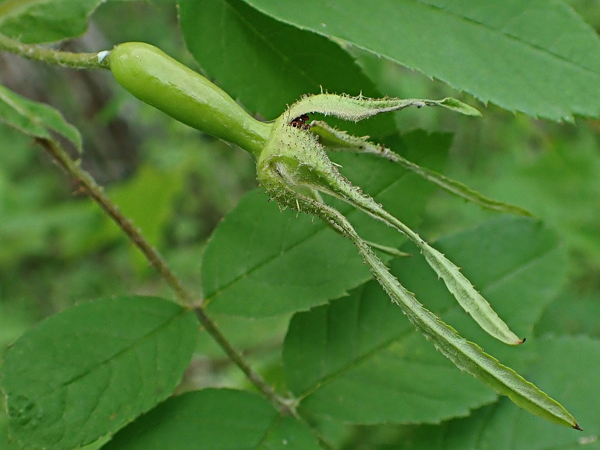Image of Rosa koreana specimen.