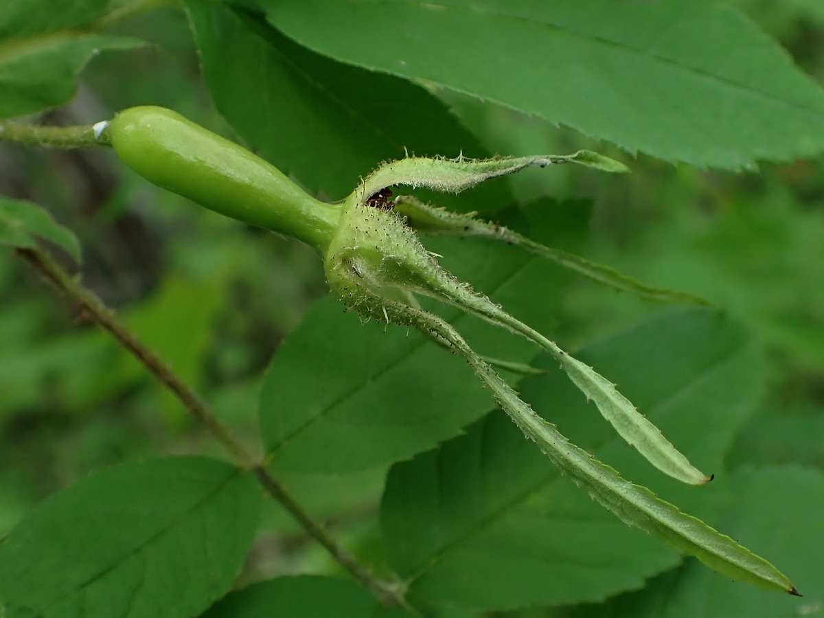Изображение особи Rosa acicularis.