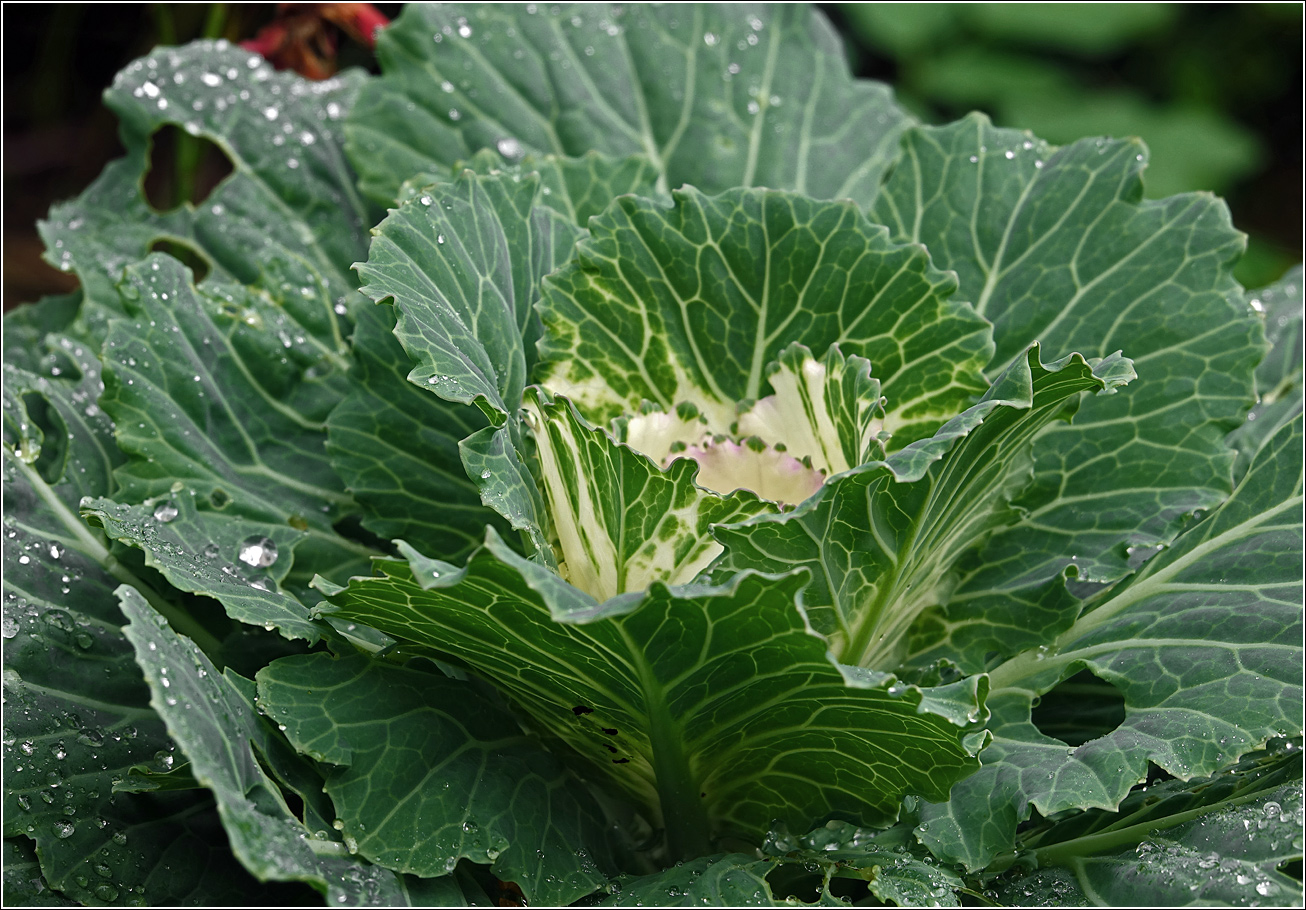 Изображение особи Brassica oleracea var. viridis.