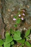 Clinopodium menthifolium. Цветущее растение. Республика Абхазия, окр. г. Новый Афон. 28.08.2009.