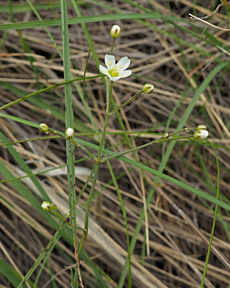 Image of Eremogone biebersteinii specimen.