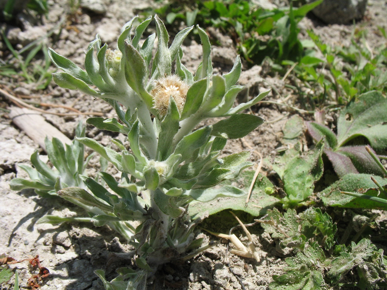 Image of Cymbolaena griffithii specimen.