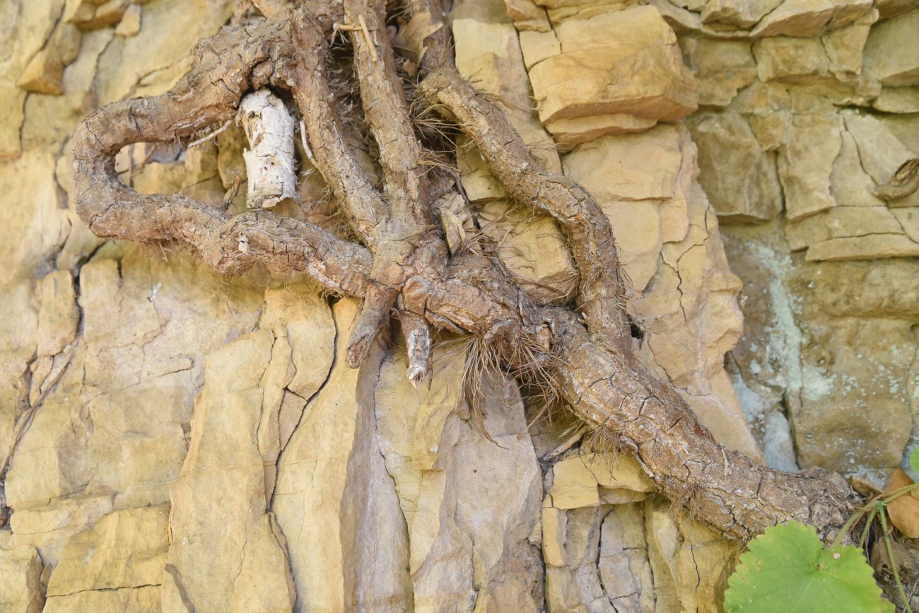 Image of genus Hedera specimen.