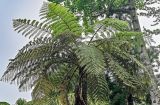 Cyathea cooperi