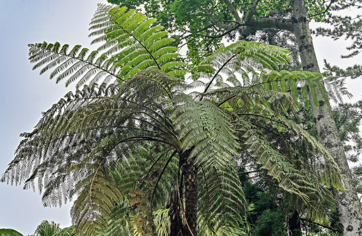 Изображение особи Cyathea cooperi.