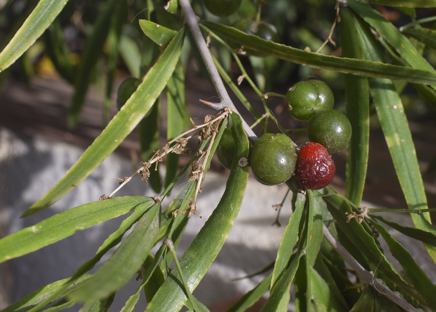 Изображение особи Asparagus falcatus.