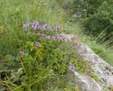 Thymus nummularius. Цветущее растение. Кабардино-Балкария, Черекский р-н, дол. р. Чайнашки, ≈ 1800 м н.у.м., овсяницевый лужок в каньоне водопадистого ручья, скальное обнажение. 29.07.2025.