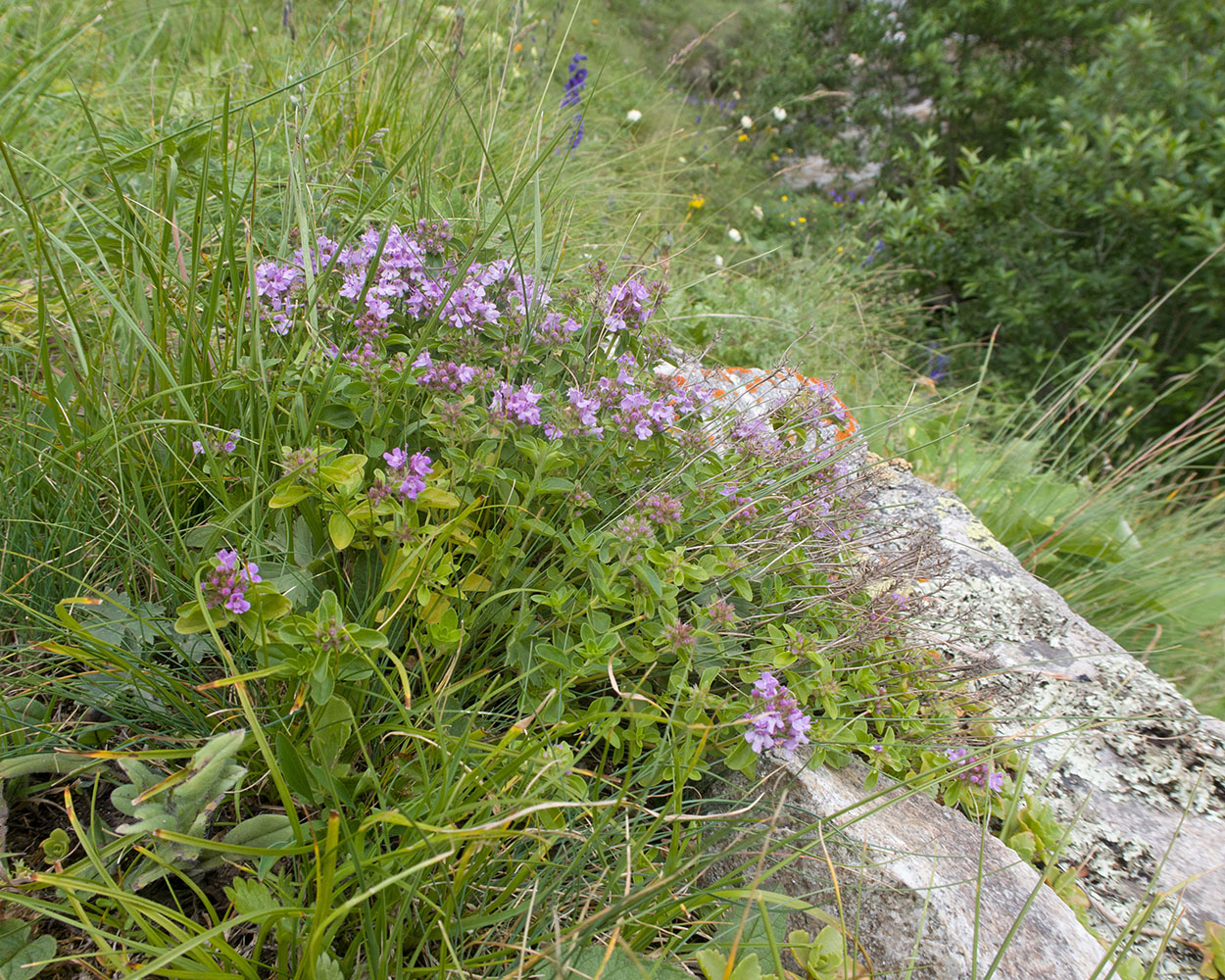 Image of Thymus nummularius specimen.