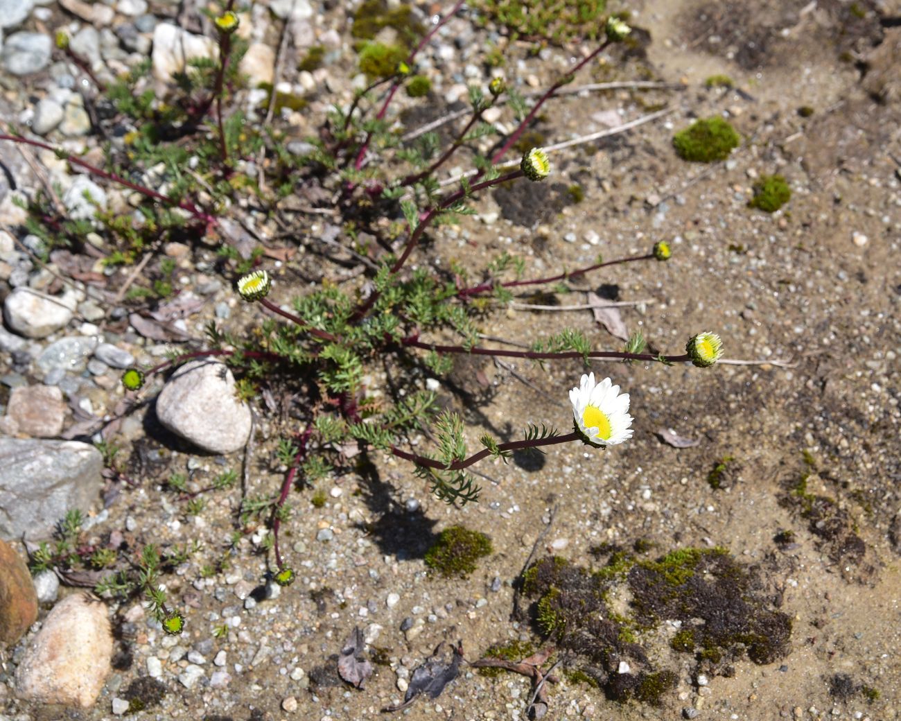 Image of Tripleurospermum caucasicum specimen.
