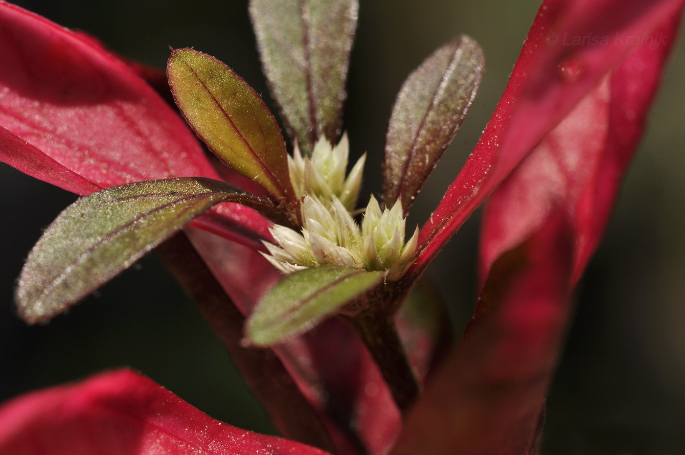 Image of Alternanthera sessilis specimen.