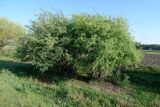 genus Salix. Растение с созревающими соплодиями. Узбекистан, Самаркандская обл., дол. р. Зеравшан, тугай на песчано-гравийной почве. 24 апреля 2025 г.