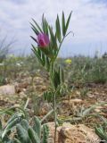 Vicia pilosa