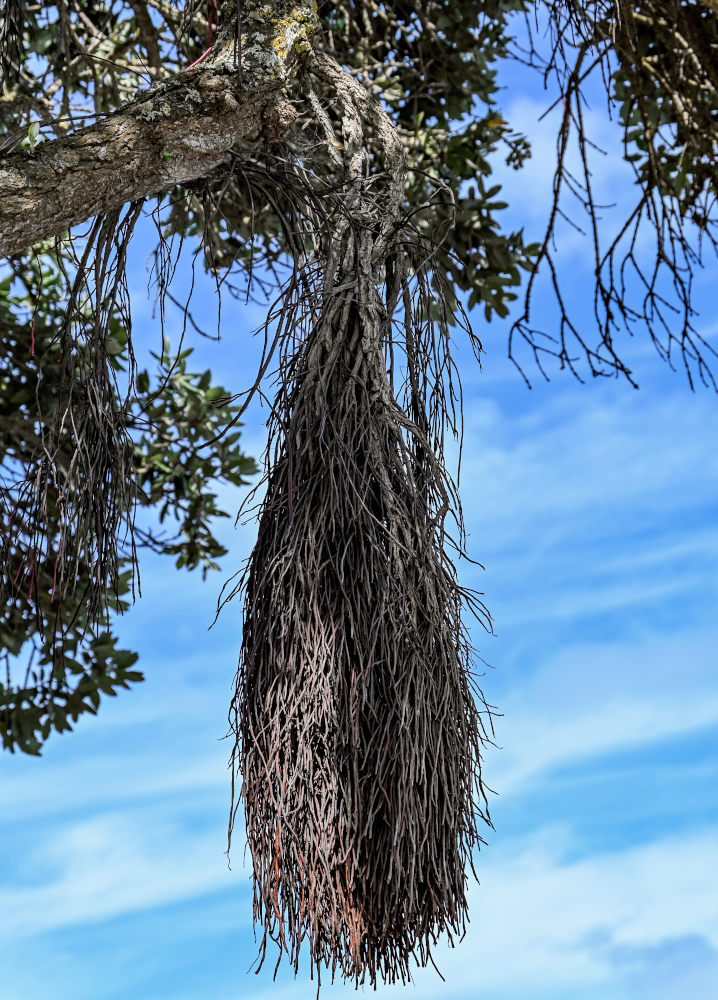 Image of Metrosideros excelsa specimen.