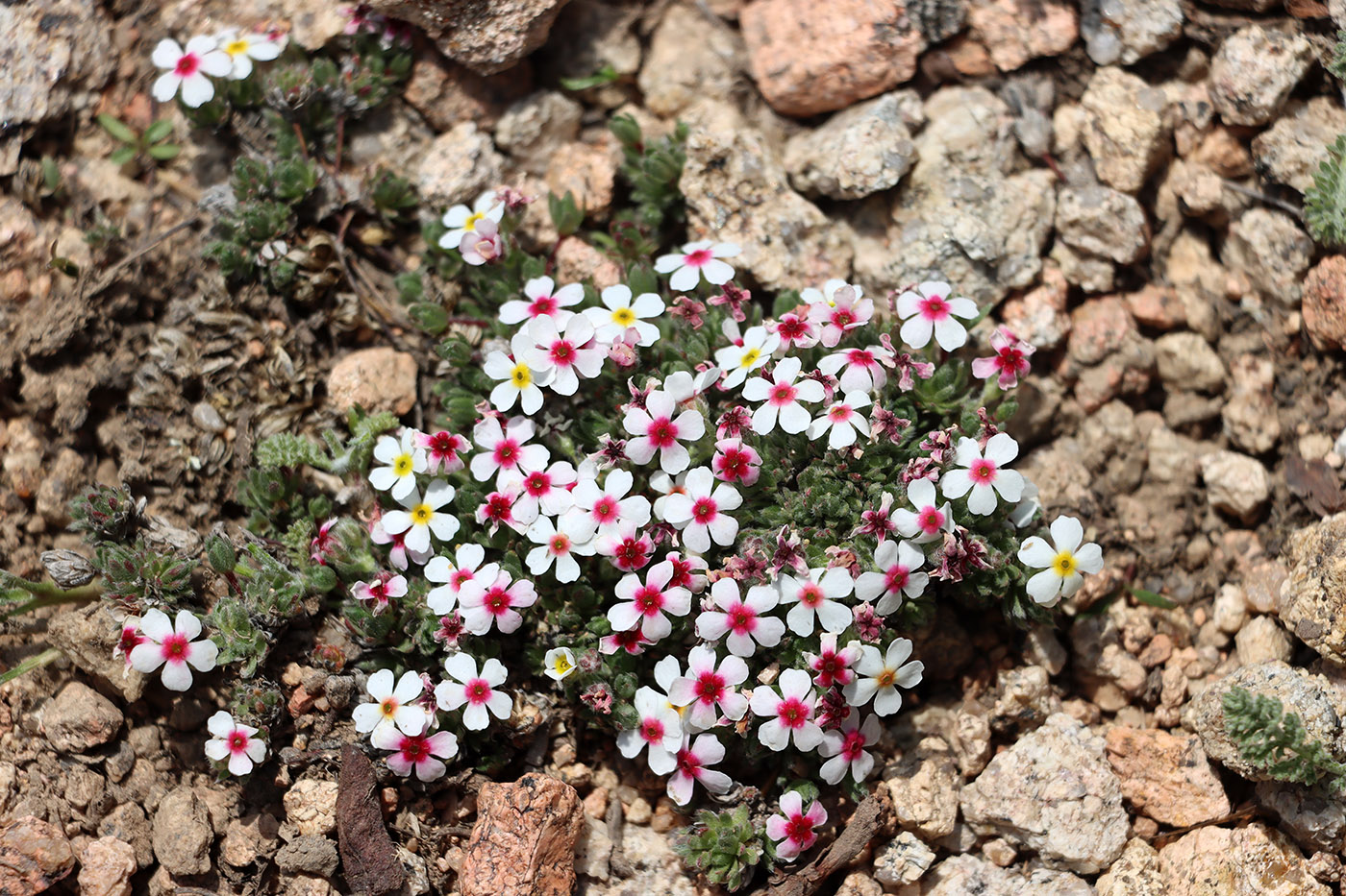 Image of Androsace sericea specimen.
