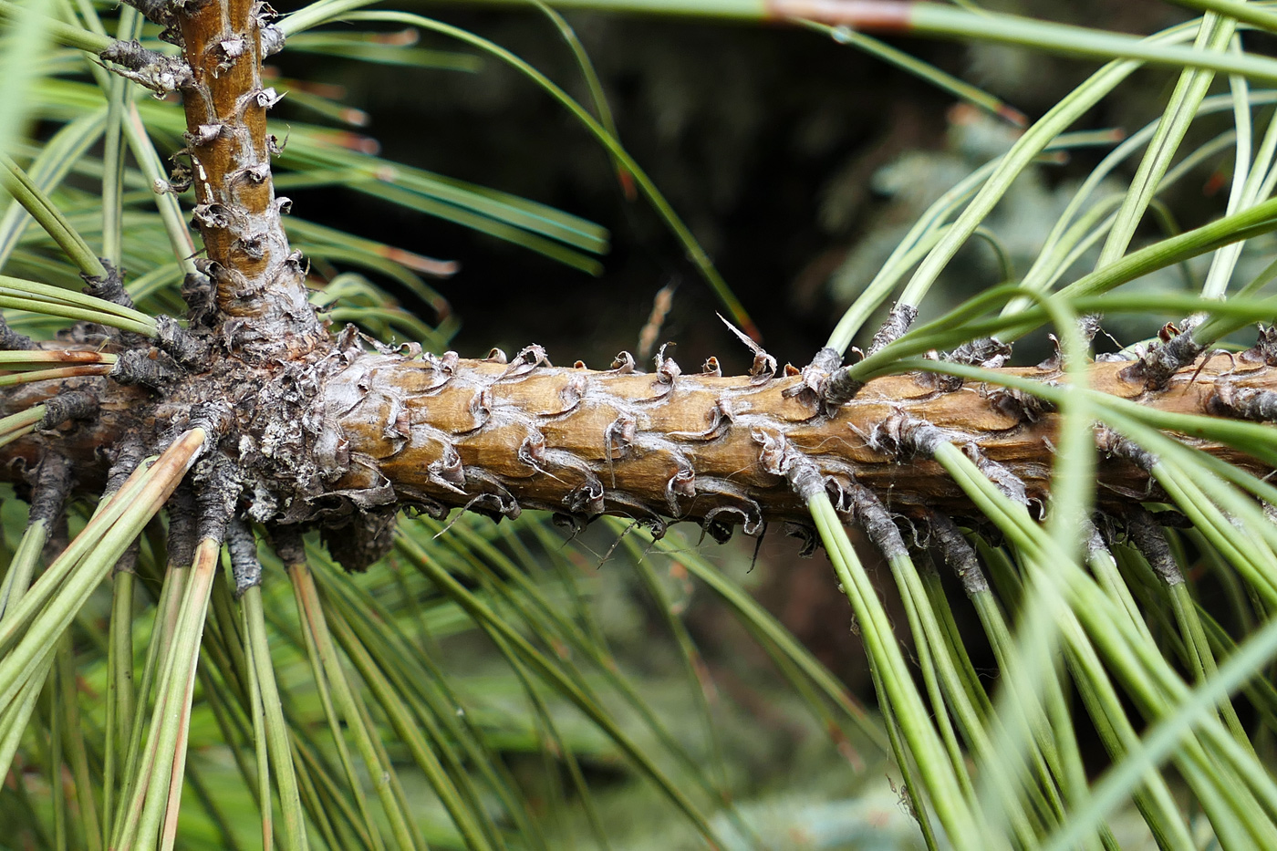 Изображение особи род Pinus.