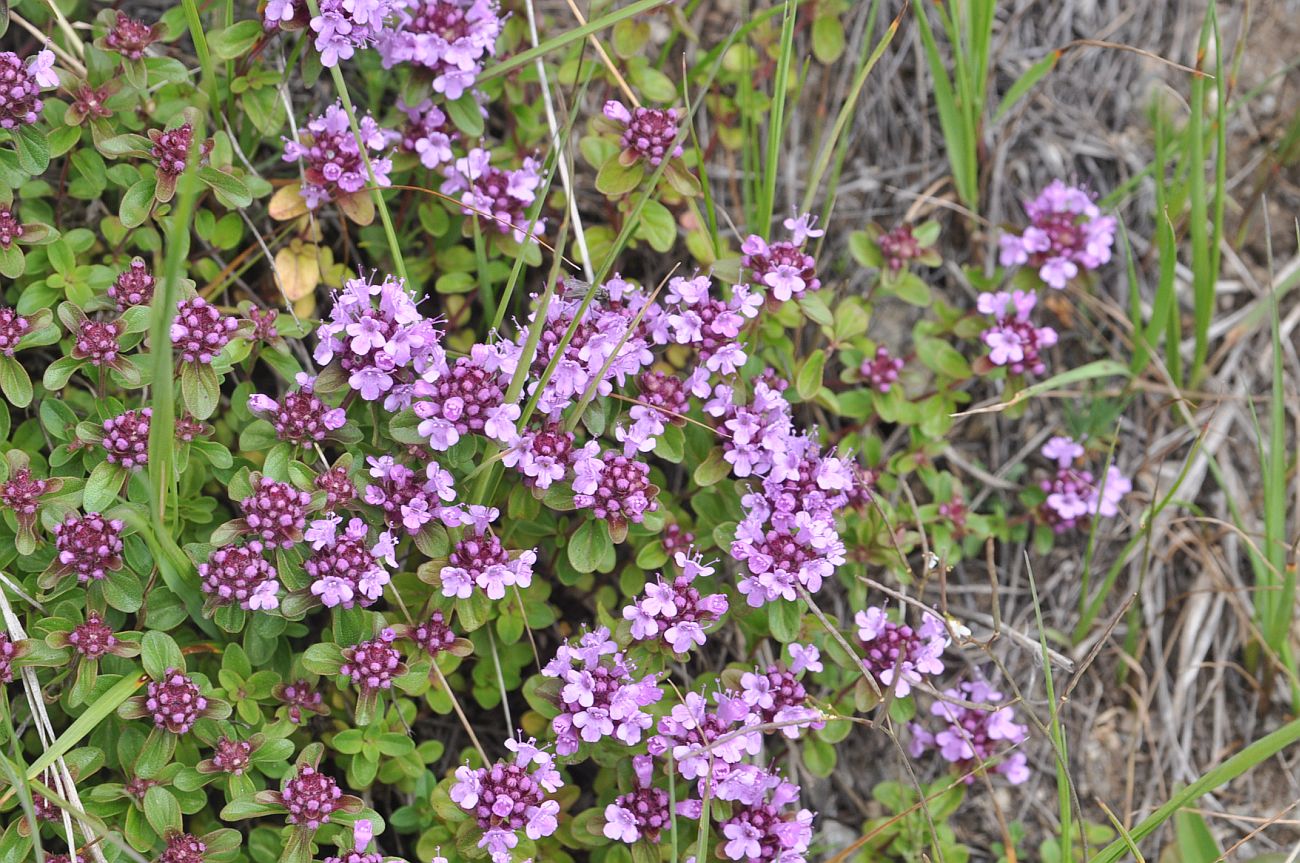 Изображение особи род Thymus.