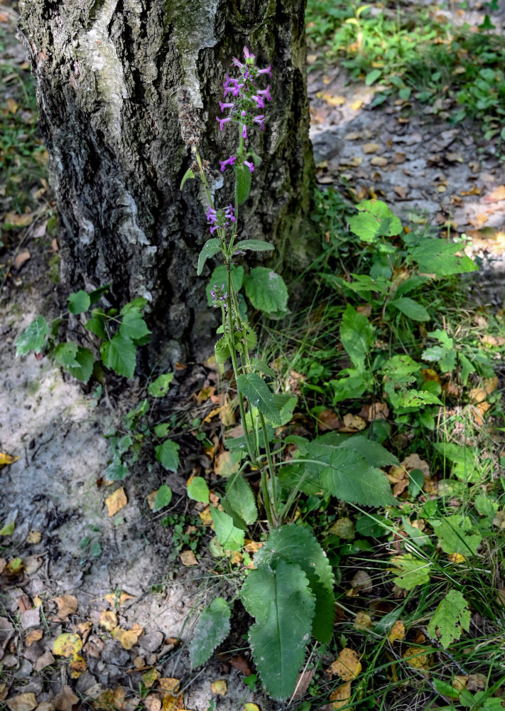 Изображение особи Betonica officinalis.