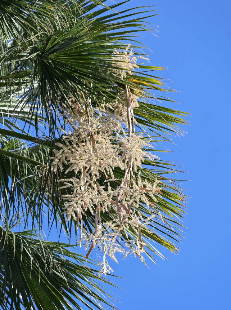 Изображение особи Washingtonia filifera.