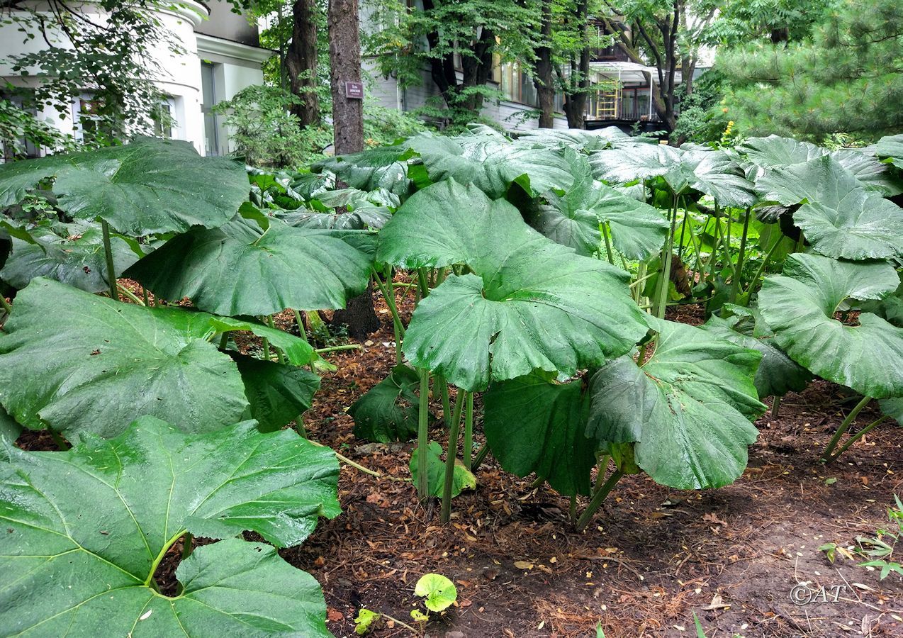 Изображение особи Petasites japonicus.