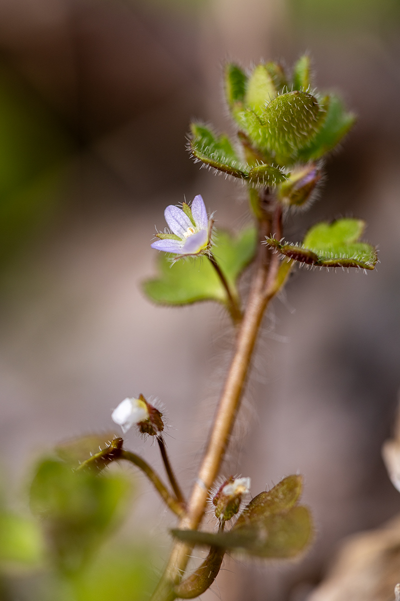 Image of Veronica sublobata specimen.