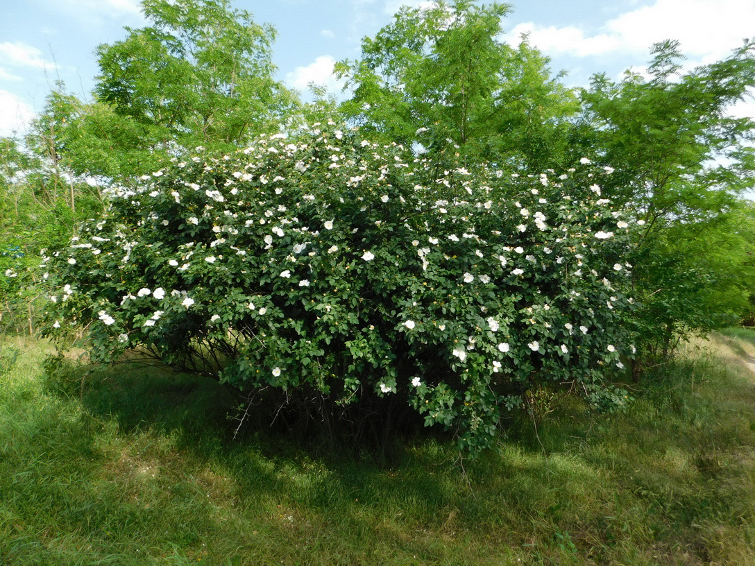 Изображение особи Rosa canina.