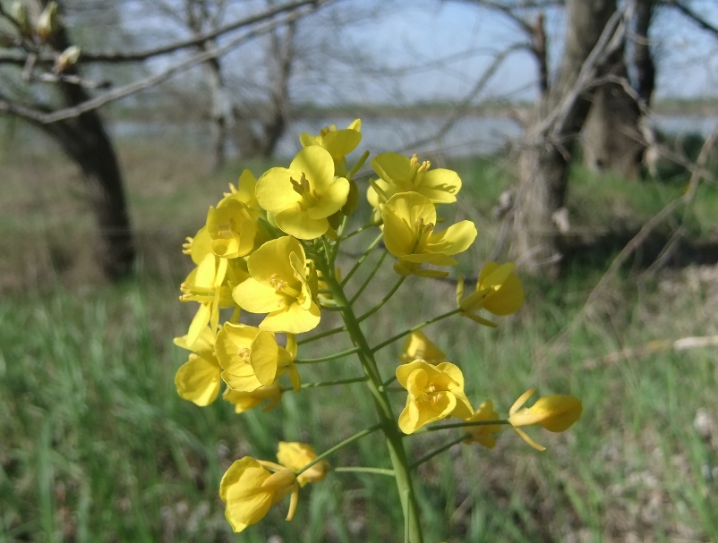 Изображение особи род Brassica.