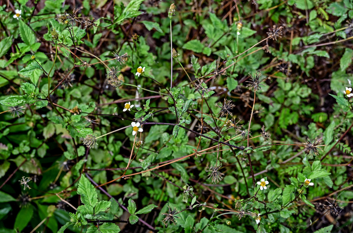 Изображение особи Bidens pilosa.