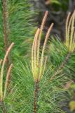 Pinus densiflora