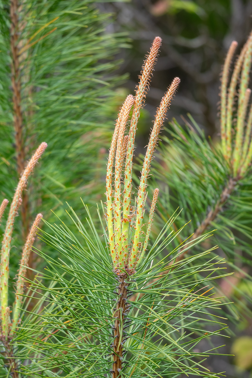 Изображение особи Pinus densiflora.