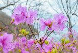 Rhododendron mucronulatum. Верхушка побега с цветами и распускающимися листьями. Приморский край, ЗАТО Фокино, о. Путятина, смешанный лес. 26.04.2026.