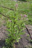 Eupatorium purpureum