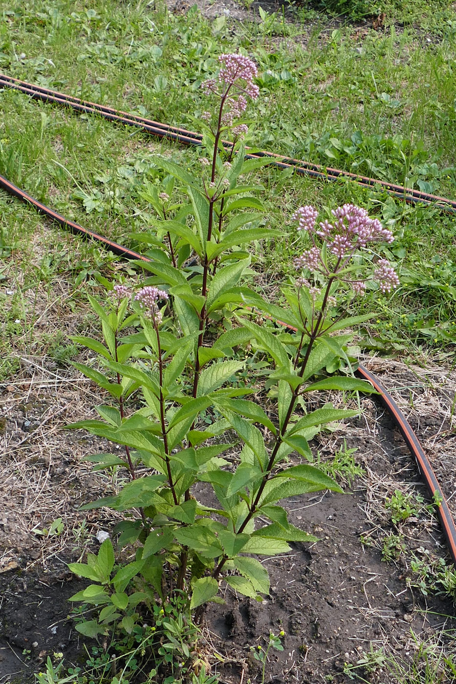 Image of Eupatorium purpureum specimen.