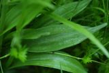 род Dactylorhiza