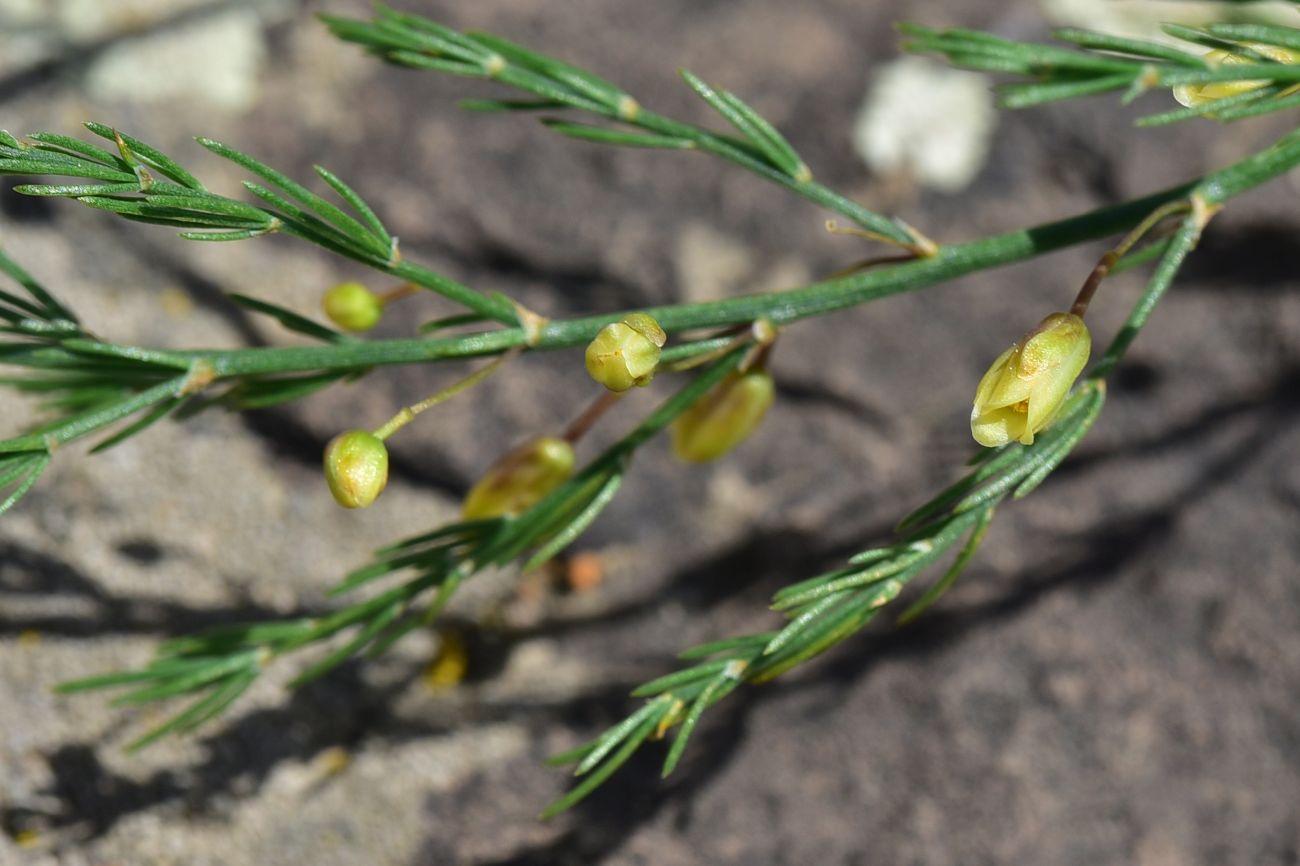 Изображение особи род Asparagus.