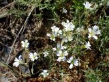 Cerastium arvense. Верхушка цветущего растения. Хабаровский край, Комсомольский р-н, с. Верхняя Эконь, берег р. Амур, у подножия сопки. 02.06.2026.