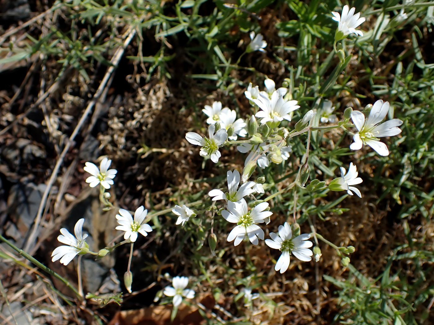 Image of Cerastium arvense specimen.