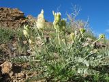 Astragalus petropylensis. Цветущее растение. Казахстан, Восточно-Казахстанская обл, Зайсанский р-н; Саур-Тарбагатай, сев. макросклон вост. части хр. Манрак, пер. Шиликты, ≈ 1150 м н.у.м., скалисто-каменистый на склон юго-вост. экспозиции. 12 мая 2026 г.