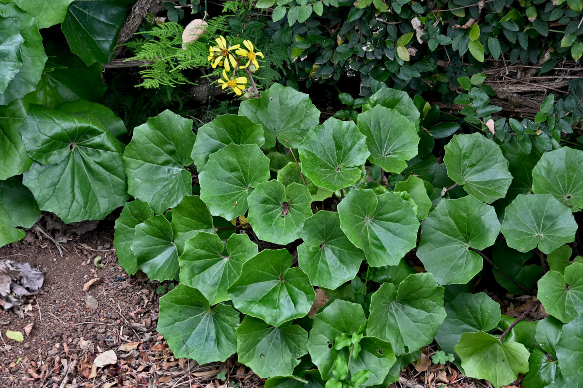 Image of Farfugium japonicum specimen.