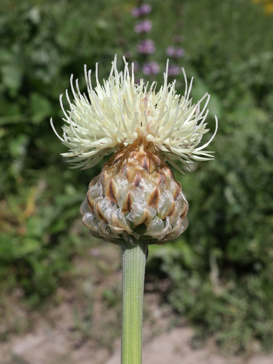 Image of Stemmacantha integrifolia specimen.