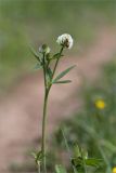 Trifolium montanum. Верхушка цветущего растения с фуражирующей пчелой. Республика Татарстан, окр. с. Камское Устье, дол. р. Волга, хвойно-широколиственный лес (с Pinus, Quercus, Ulmus, Acer), обочина грунтовой дороги. 01.06.2026.